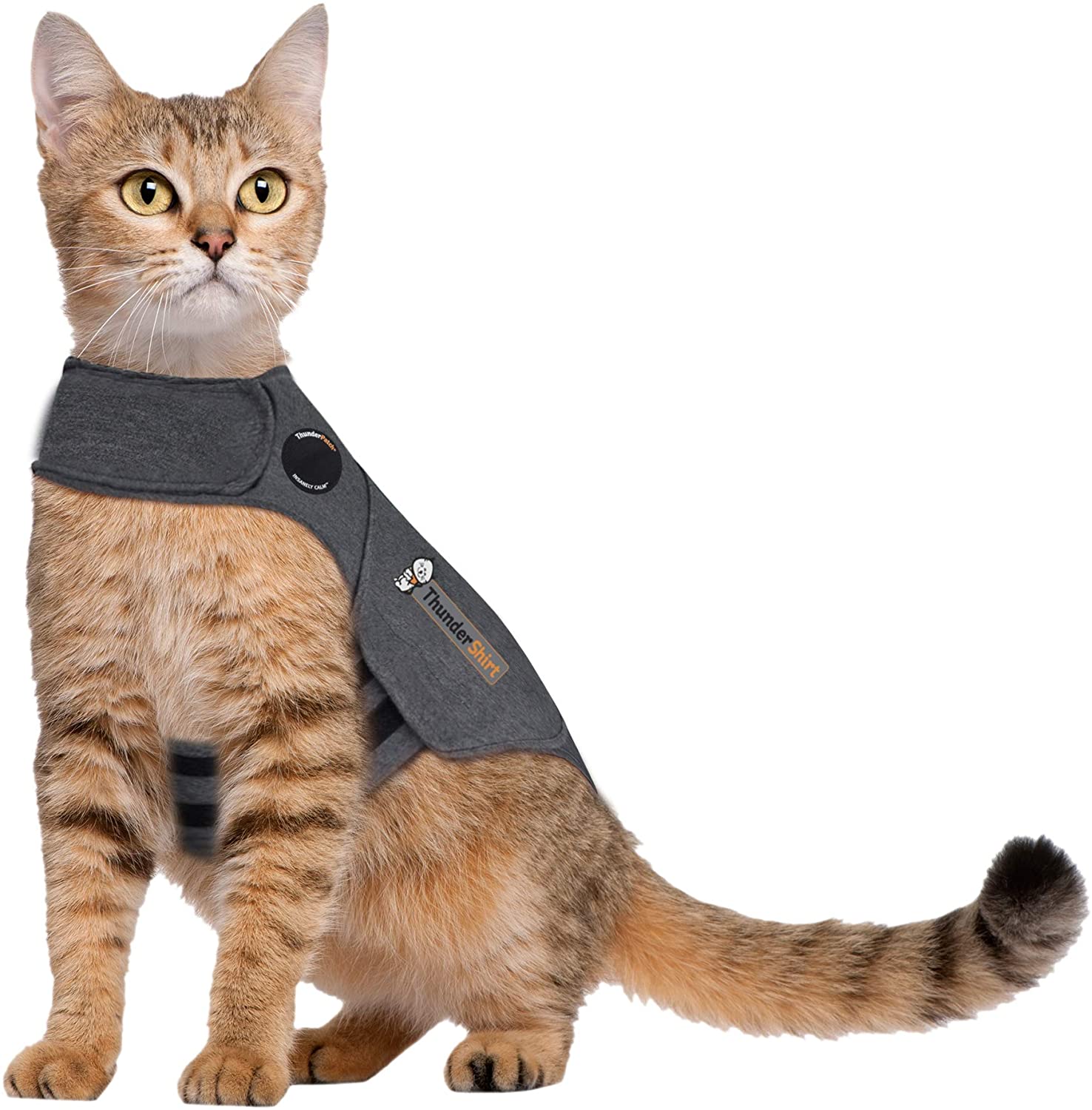 tunder-shirt-for-cats.jpg